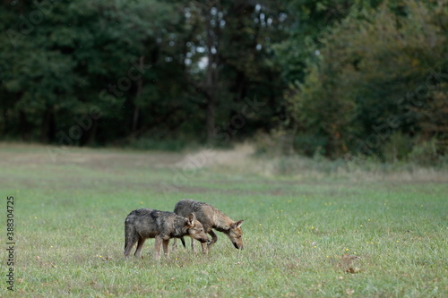 Pair of wolf cubs in the meadow with forest background 