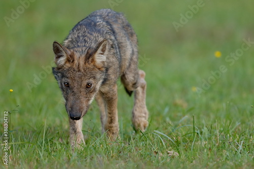 Wolf cub walks in the meadow