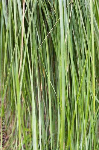 close up of green grass. green grass background