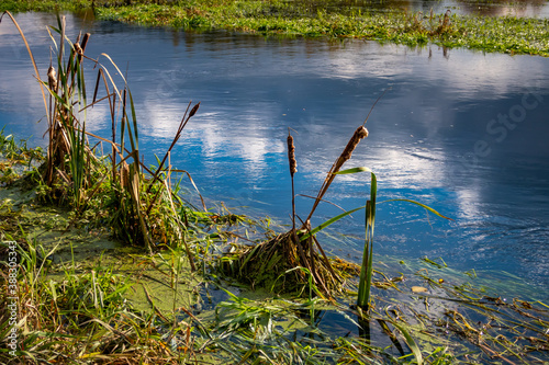 Green vegetation along Utrata river bank, Near city of Blonie, Poland photo