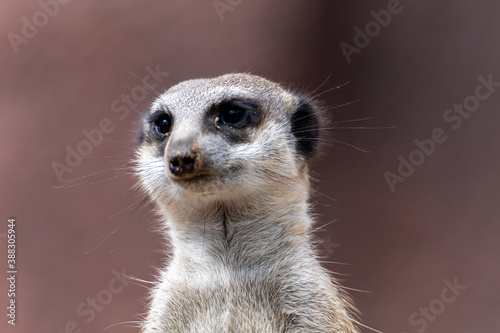 Head of a meerkat (suricata) in the close-up looking towards the camera © M. Skorna