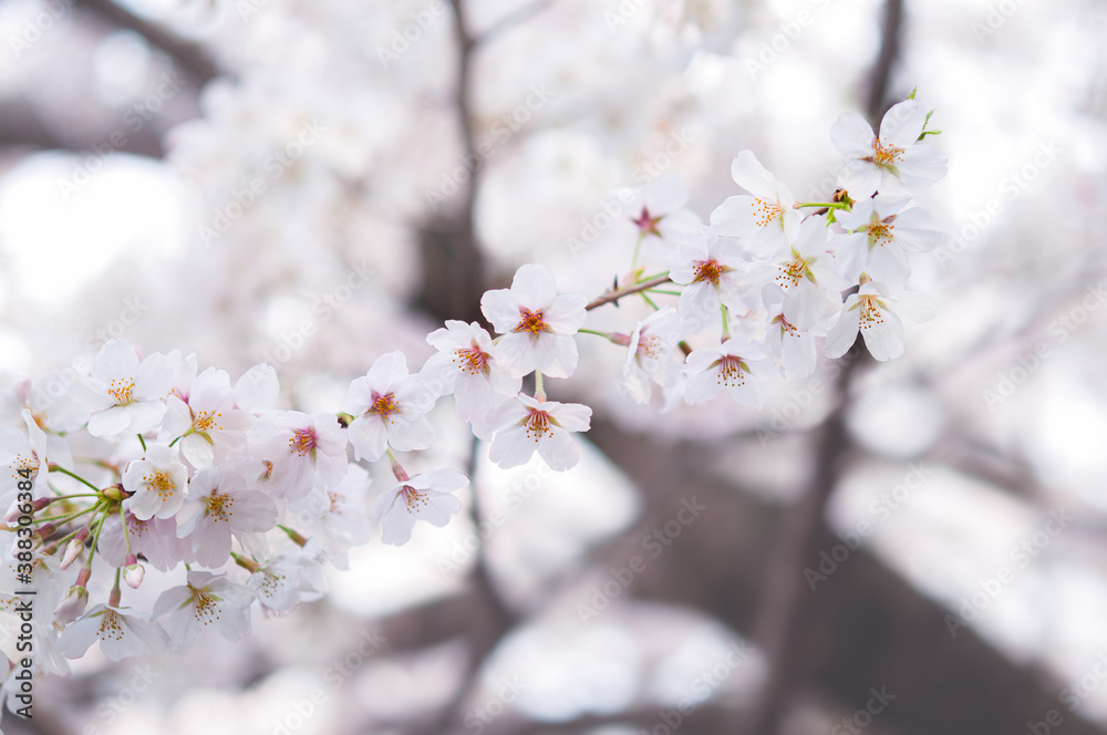 満開の桜 ソメイヨシノ クロースアップ 白背景 桜2020 日本 満開の桜 ソメイヨシノ クロースアップ 白背景 桜2020 日本