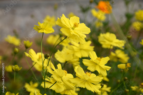 Cosmos Caudatus is a yellow flower native to Latin America and West Indies in Trawas, Mojokerto, East Java, Indonesia.
 photo