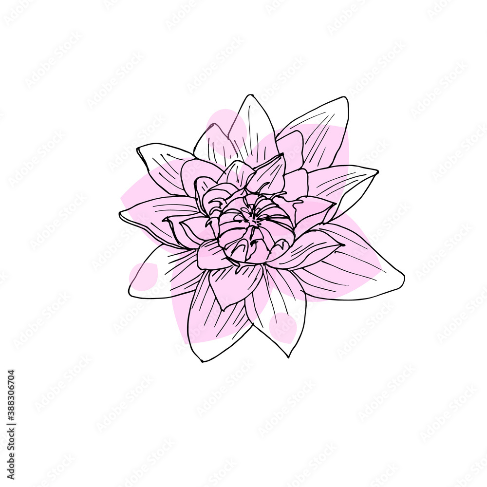 Hand drawn Lotus flower. Sketch a black outline on a pink background. Vector illustration isolated. Hand drawn Lotus flower. Sketch a black outline on a pink background. Vector illustration isolated.