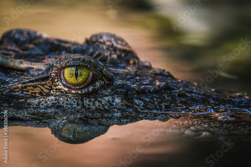 Fotografia close up - crocodile or alligator eyes.