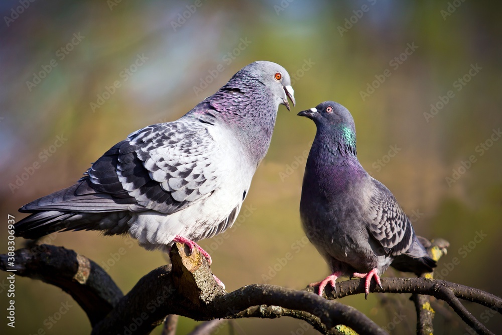 Two rock pigeons feeding each other on the branch of a tree in the blurred background.