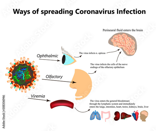 Ways of spreading coronavirus infection. Olfactory transmission of covid 19. Ophthalmic, viremia coronavirus. Vector illustration on isolated background