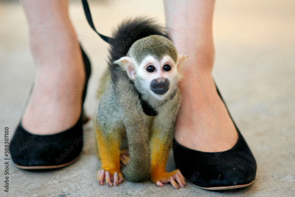 Obraz premium リスザル、ペット、小動物