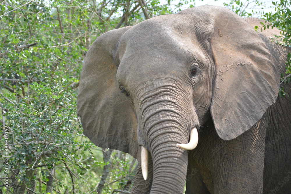 african elephant eating