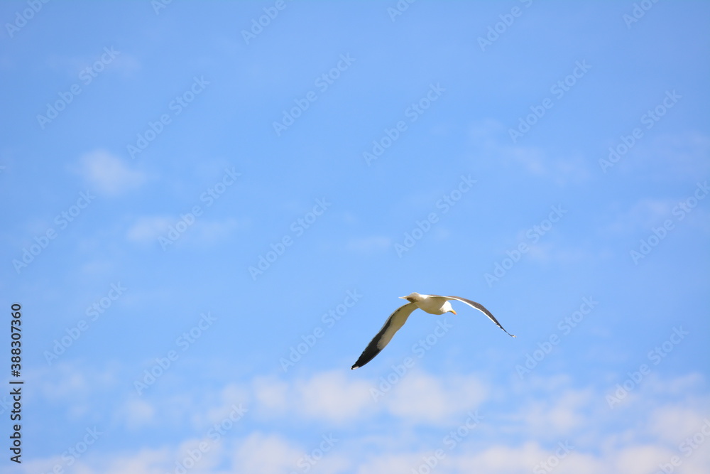 seagull in flight