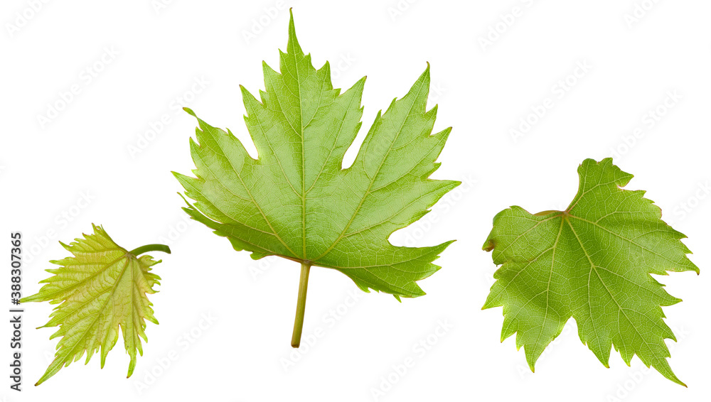 green leaf of grapes isolated on white background green leaf of grapes isolated on white background