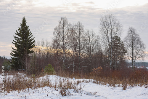 Wallpaper Mural Northern forest. Torontodigital.ca