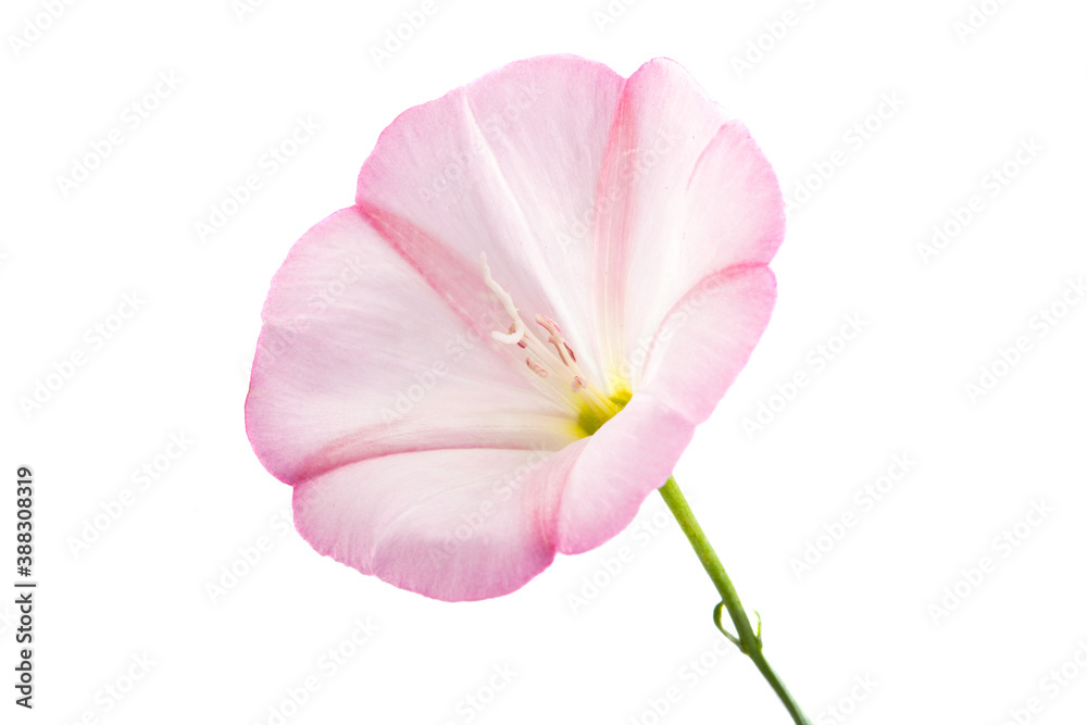 Fototapeta premium bindweed flower isolated