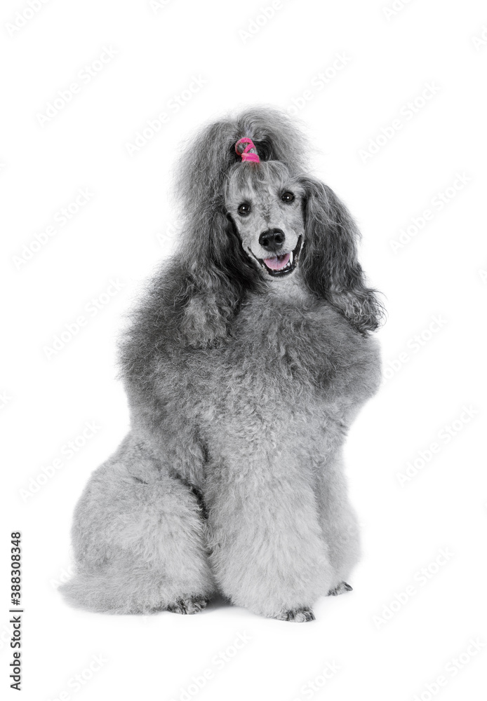 Cute purebred poodle sitting isolated on a white background