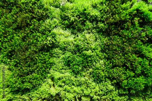 green moss background © BJ.Photo