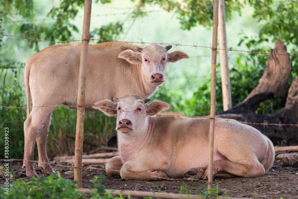 albino buffalo resting in simple stable albino buffalo resting in simple stable