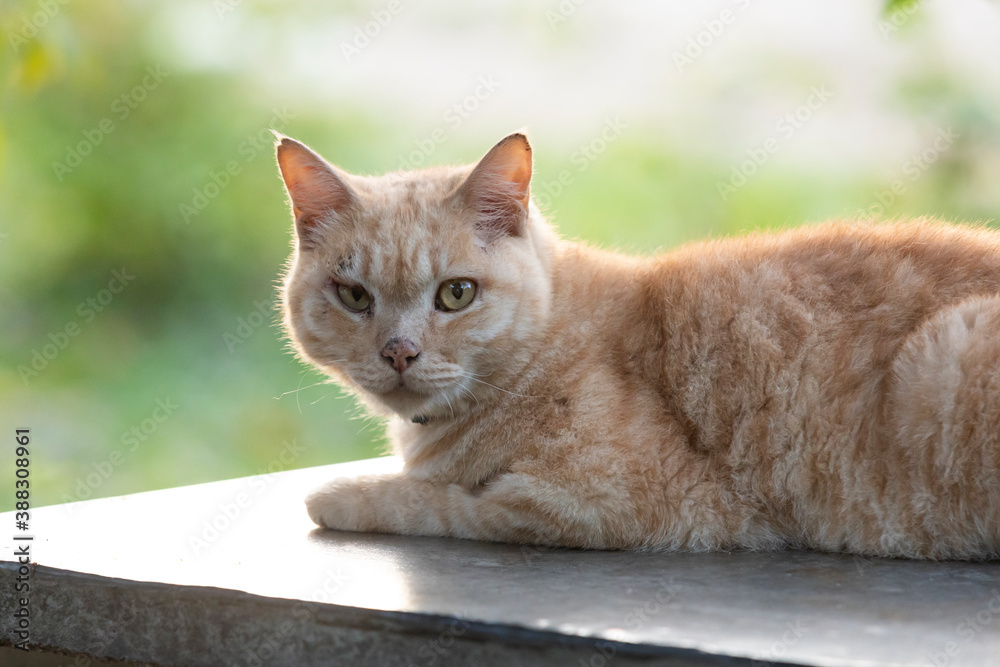 male cat with traces of struggle resting on cement chair.