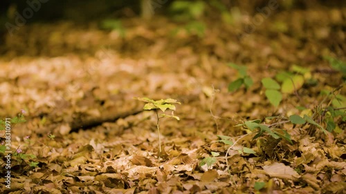 Wallpaper Mural Tiny Tree in the fall wood Torontodigital.ca