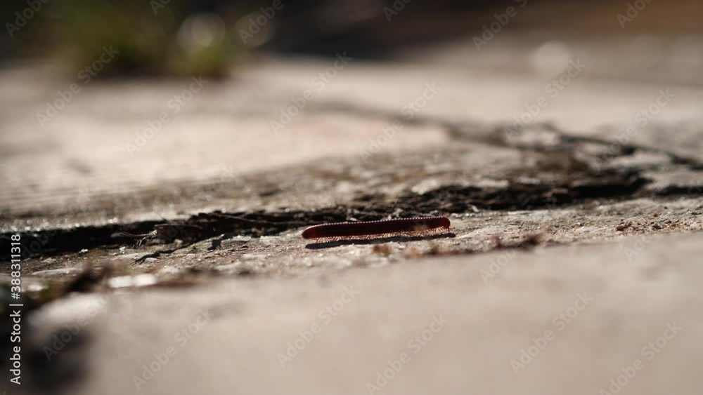 Close up a litle millipede walking on cement concrete. Millipedes are a group of arthropods that are characterised by having two pairs of jointed legs on most body segments. Close up a litle millipede walking on cement concrete. Millipedes are a group of arthropods that are characterised by having two pairs of jointed legs on most body segments.