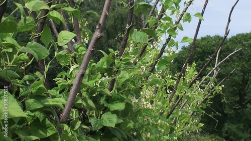 Beanstalks blooming in vegetable garden. Pole beans and runner beans have a climbing habit and produce a twisting vine.