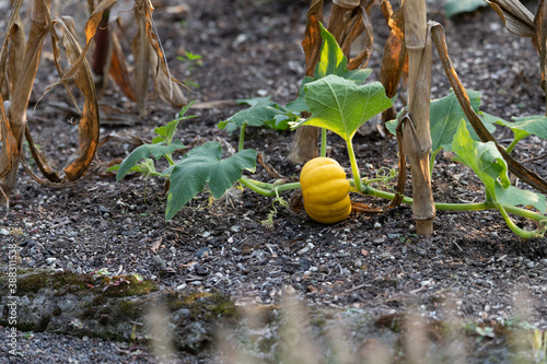 Photography Small garden pumpkin (cucurbit) growing in the garden
