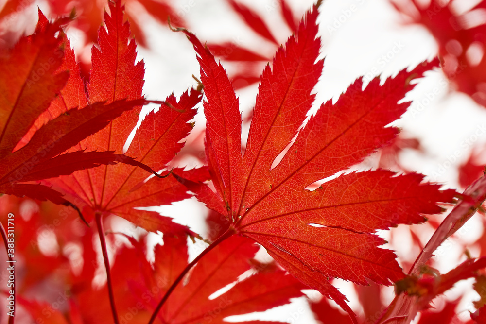 Closeup of red Japanese maple leafs in autumn. Image with selective focus.   