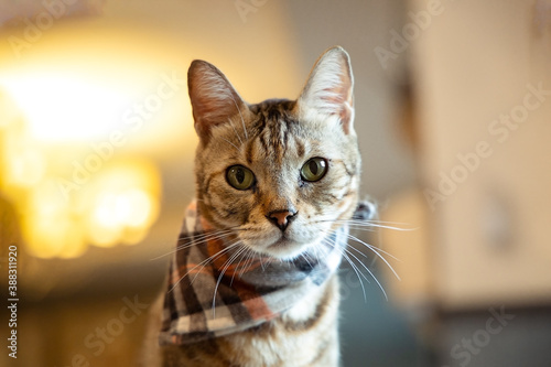 Lonely handsome tabby cat portrait