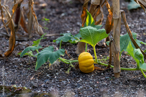 Fotografie Small garden pumpkin (cucurbit) growing in the garden