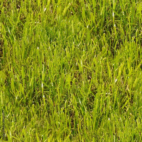 Lush green grass on the lawn - seamless pattern