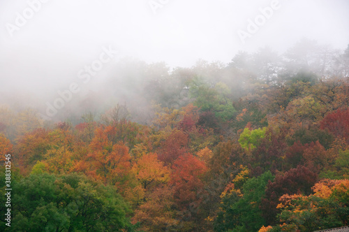 Autumnal forest in fog