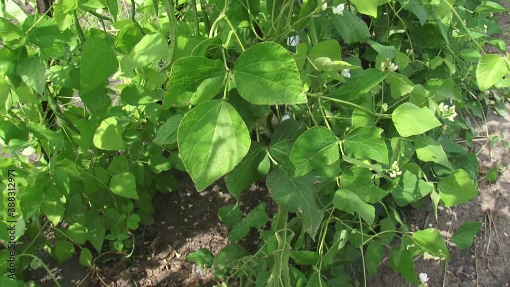 Tilt up - Beanstalks in bloom and with pods in vegetable garden. Pole beans and runner beans have a climbing habit and produce a twisting vine. Tilt up - Beanstalks in bloom and with pods in vegetable garden. Pole beans and runner beans have a climbing habit and produce a twisting vine.