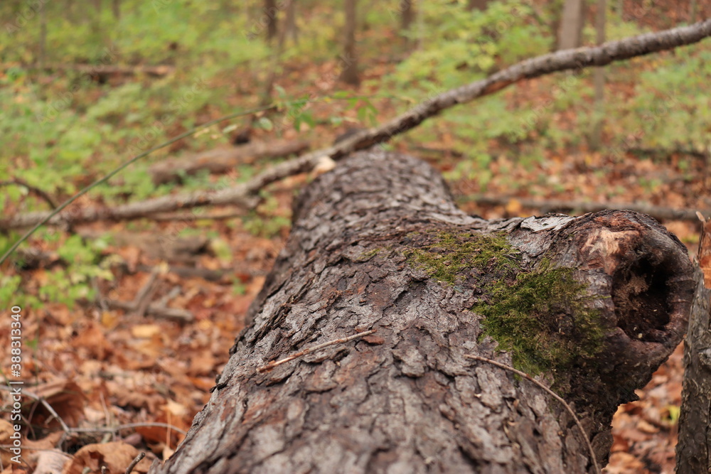 Moss on a fallen tree in the autumn forest Moss on a fallen tree in the autumn forest