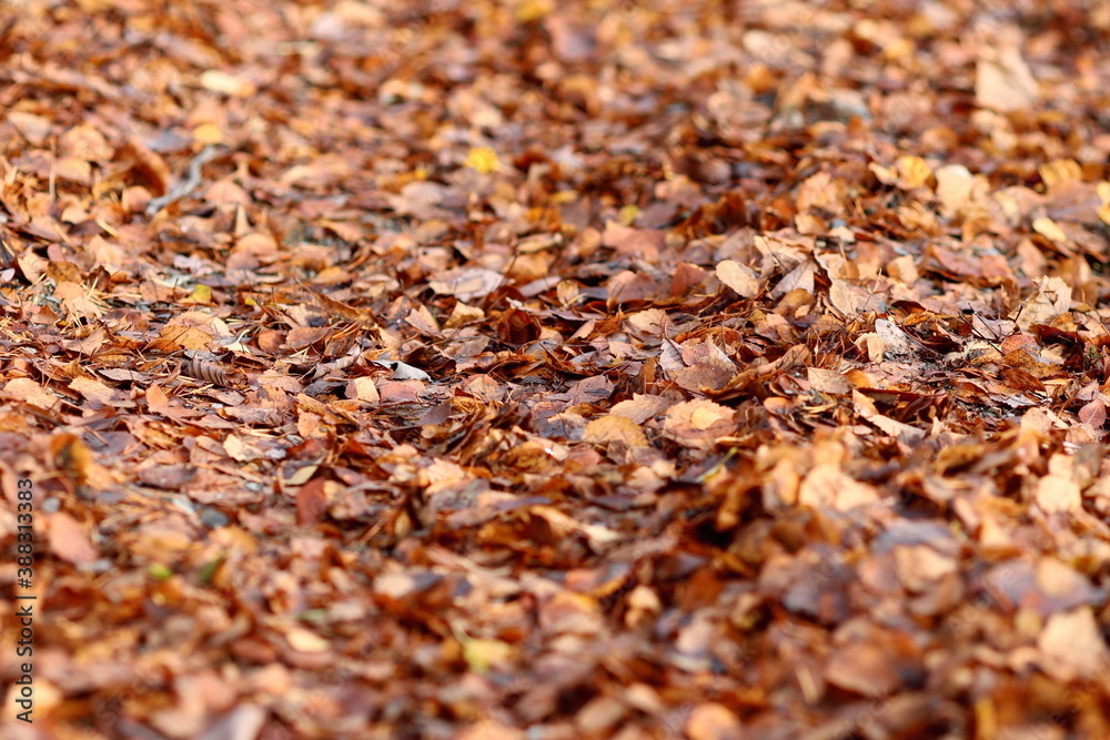 Fallen leaves on the floor on a lane, covered all the ground of the road in autumn. Selective focus between short distance and long distance. Red, yellow and brown color background. Fallen leaves on the floor on a lane, covered all the ground of the road in autumn. Selective focus between short distance and long distance. Red, yellow and brown color background.