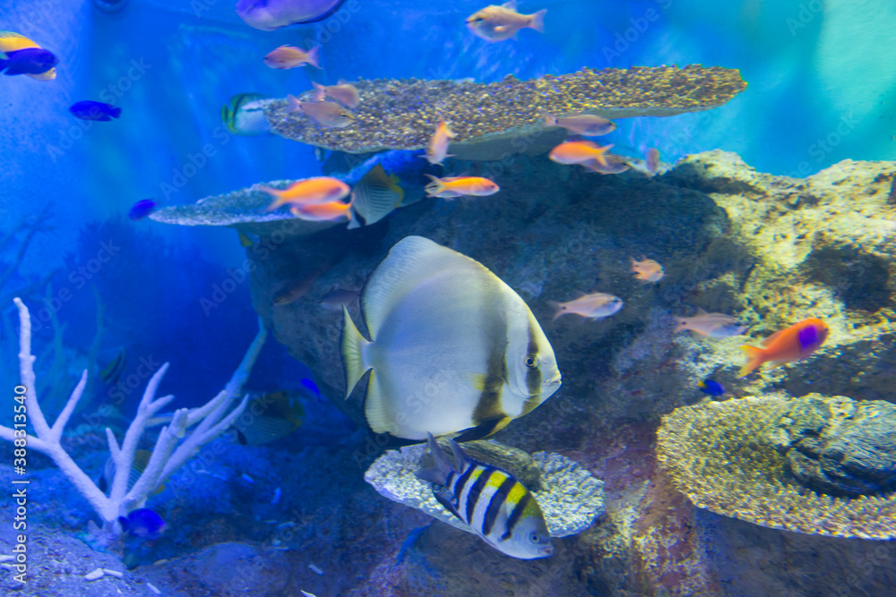 Obraz premium ツバメウオとオヤビッチャ