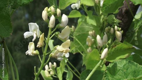 White blooming runner beans - close up