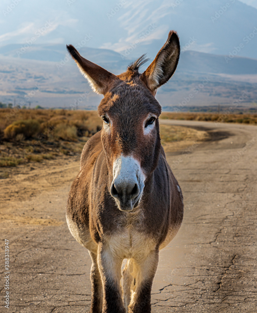 Faça como o burro