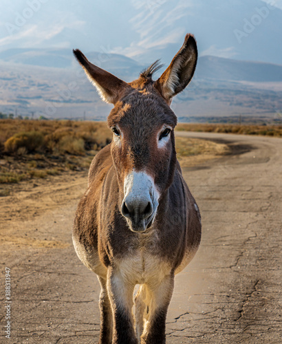 Image of a burro, donkey and mule. These are wild burros in the desert.