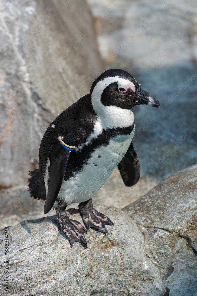 Obraz premium ケープペンギン