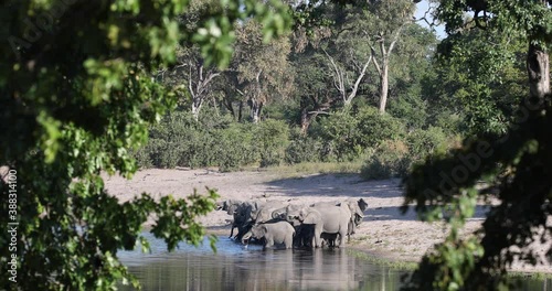 herd of African elephant with small babies, Loxodonta on waterhole in Bwabwata, Caprivi strip game park, Namibia, Africa safari wildlife and wilderness