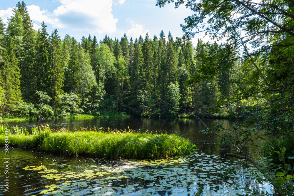 beautiful landscape with trees, plants, grass, stones, pond, river in summer in an eco-friendly place, Karelia, Russia