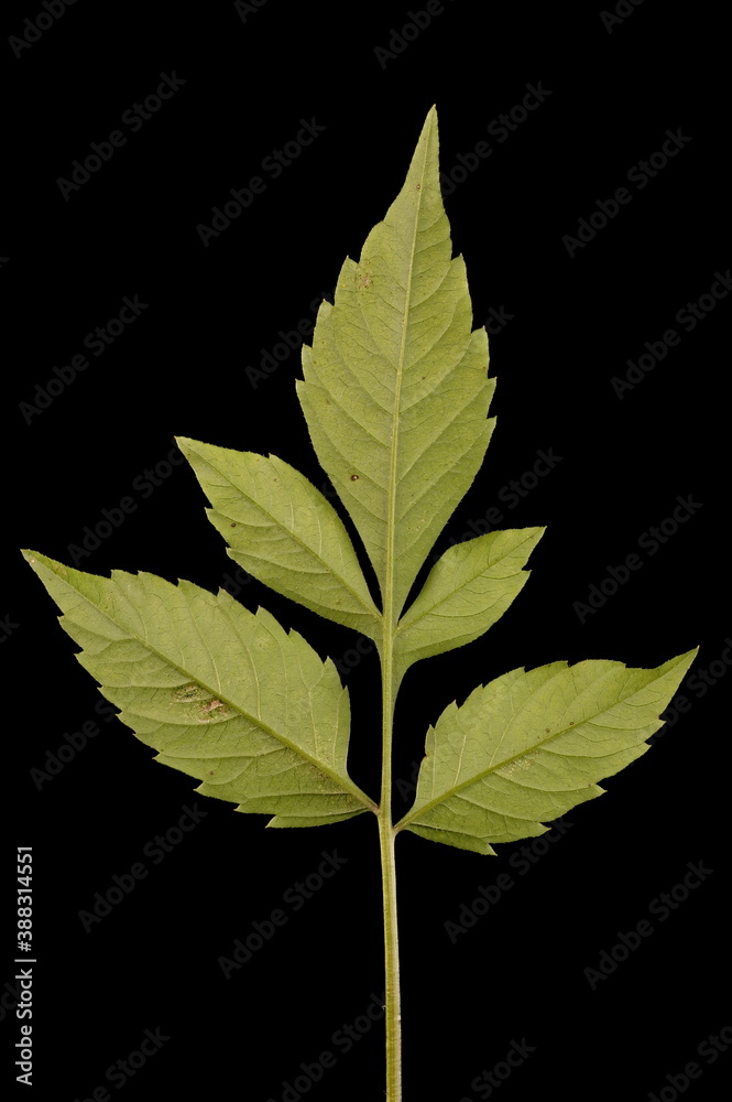 Fototapeta premium Common Beggarticks (Bidens frondosa). Leaf Closeup
