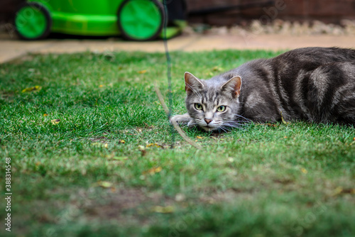 Domestic Cat Ready To Pounce