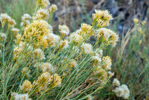 Image of blooming rabbit brush in the fall. photo