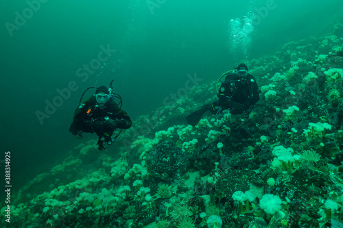 Divers in the St-Lawrence river, Quebec