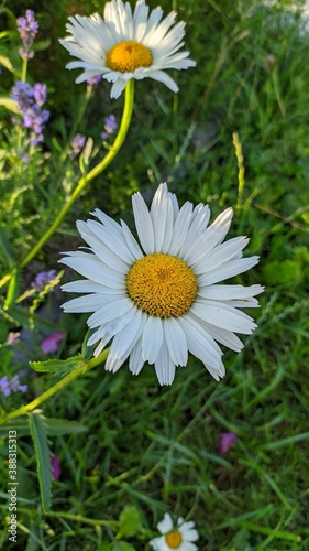 daisies in the grass