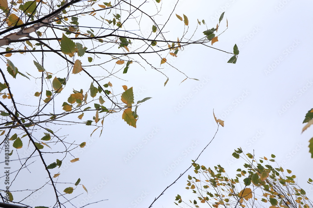 Осенние ветки березы на фоне неба