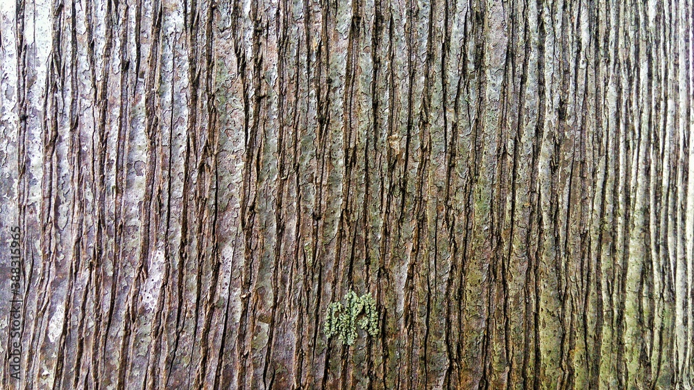 Wood, wood texture, wood photography, light brown, dark brown, bark. Wood, wood texture, wood photography, light brown, dark brown, bark.