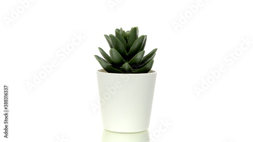 Green home plant in small pot rotating isolated on white background. Succulent kalanchoe in white vase in motion. Fresh idea, house decoration, gardening, tropical tree, startup concept. Copy space