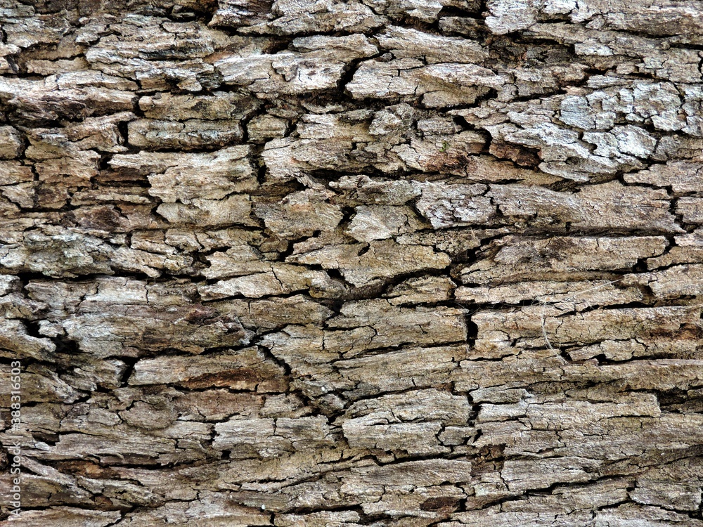 Wood, wood texture, wood photography, light brown, dark brown, bark. Wood, wood texture, wood photography, light brown, dark brown, bark.