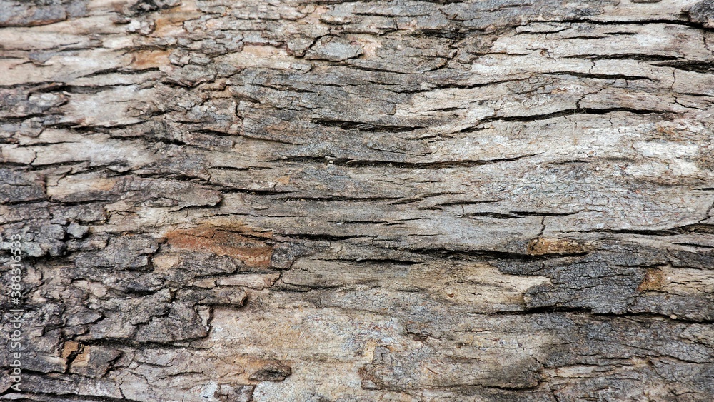 Wood, wood texture, wood photography, light brown, dark brown, bark. Wood, wood texture, wood photography, light brown, dark brown, bark.